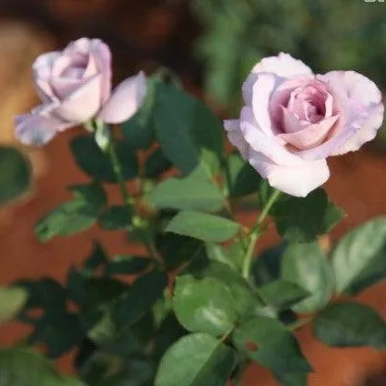 Bring Home the Beauty of the Rosa Lady Plant - Now Available for Sale!