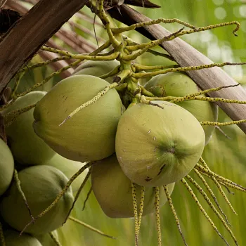 Coconut plant Ganga Bondam - Fruit Plants & Tree Outdoor Living Indoor Plants